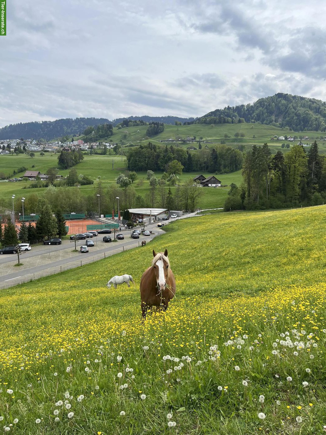 Bild 3: Freibergerstute, 5-jährig