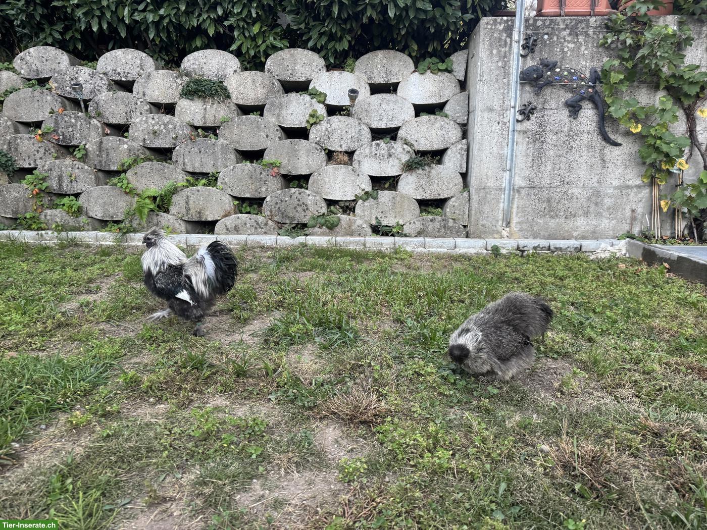 Bild 2: Zwergseidenhühner, Hahn, wildfarbig