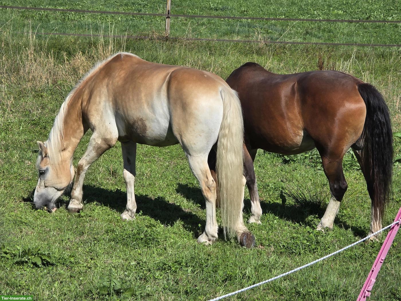 Reitbeteiligung für Haflinger in Oetwil am See