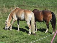 Reitbeteiligung für Haflinger in Oetwil am See
