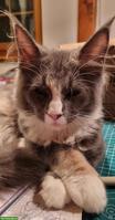 Maine Coon Katze sucht ihr Für-immer-Zuhause
