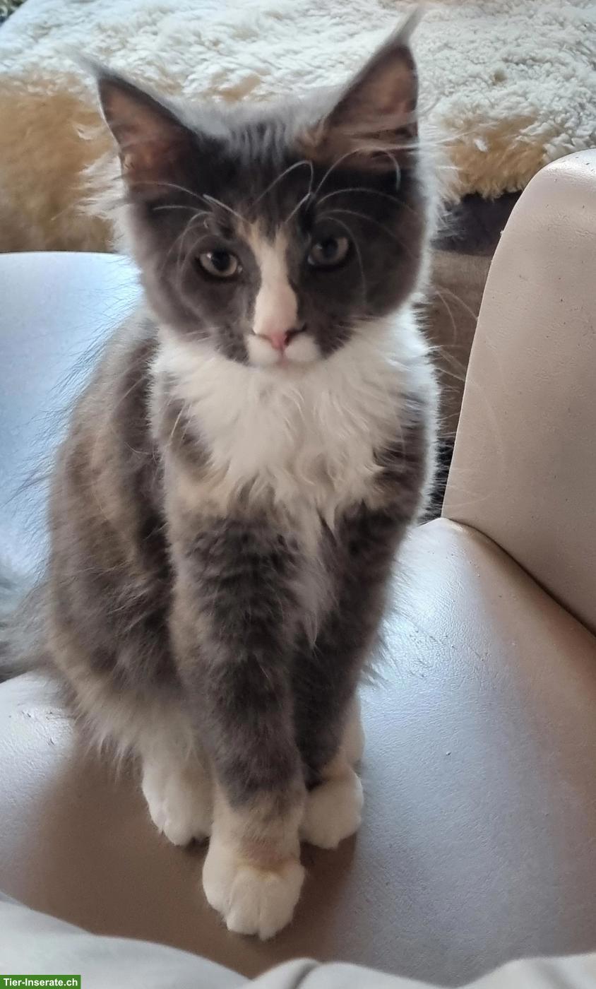 Bild 2: Maine Coon Katze sucht ihr Für-immer-Zuhause