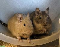 2 wundervolle Degu Jungs
