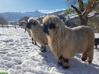 Walliser Schwarznasenschafe direkt von der Alp