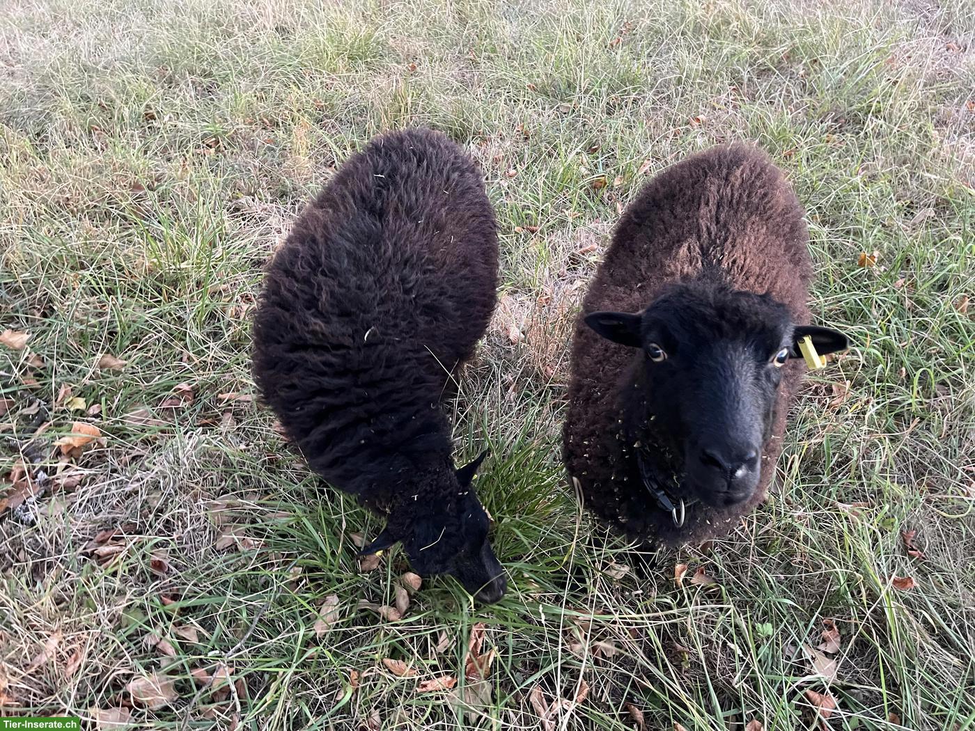 Bild 3: Ouessant Schafe zu verkaufen: 2 Auen und 1 Bock