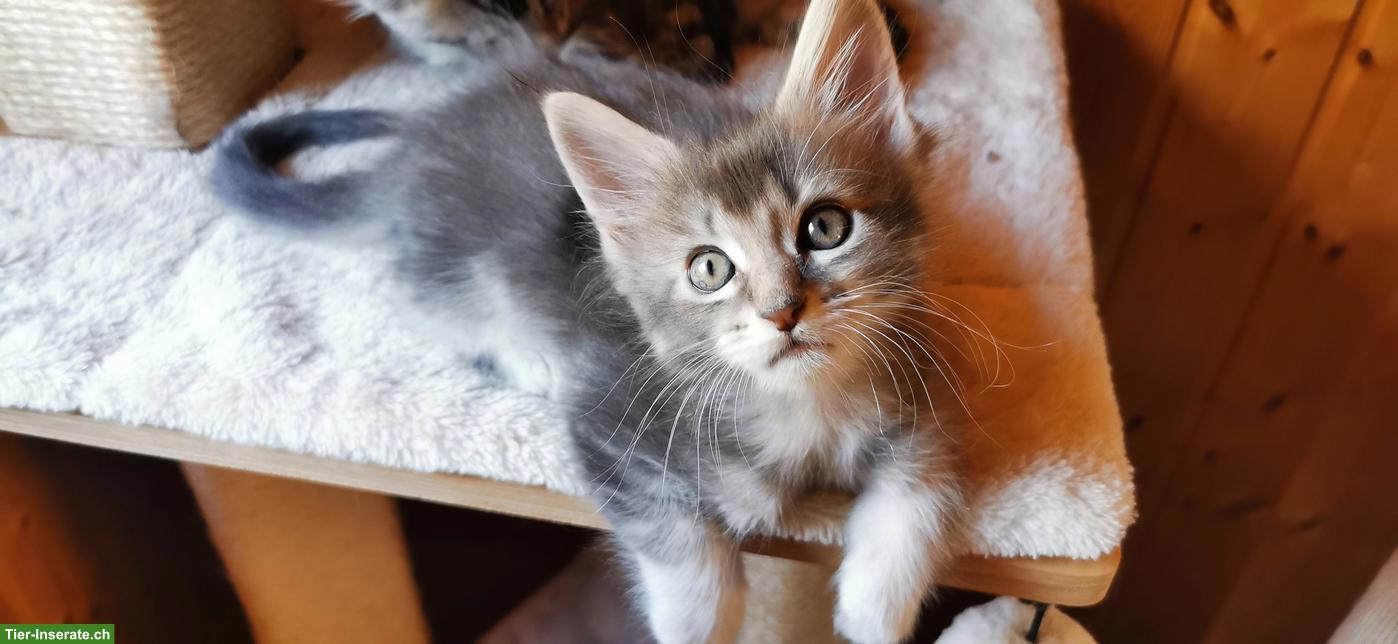 Maine Coon Kitten mit Stammbaum