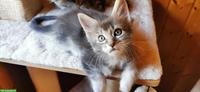 Maine Coon Kitten mit Stammbaum