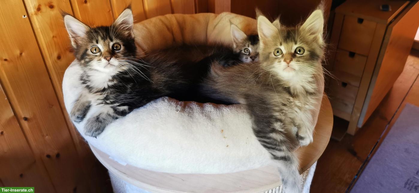 Bild 2: Maine Coon Kitten mit Stammbaum