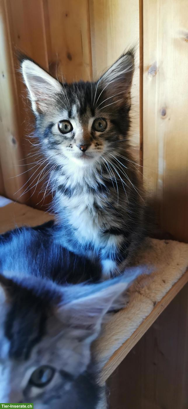 Bild 3: Maine Coon Kitten mit Stammbaum