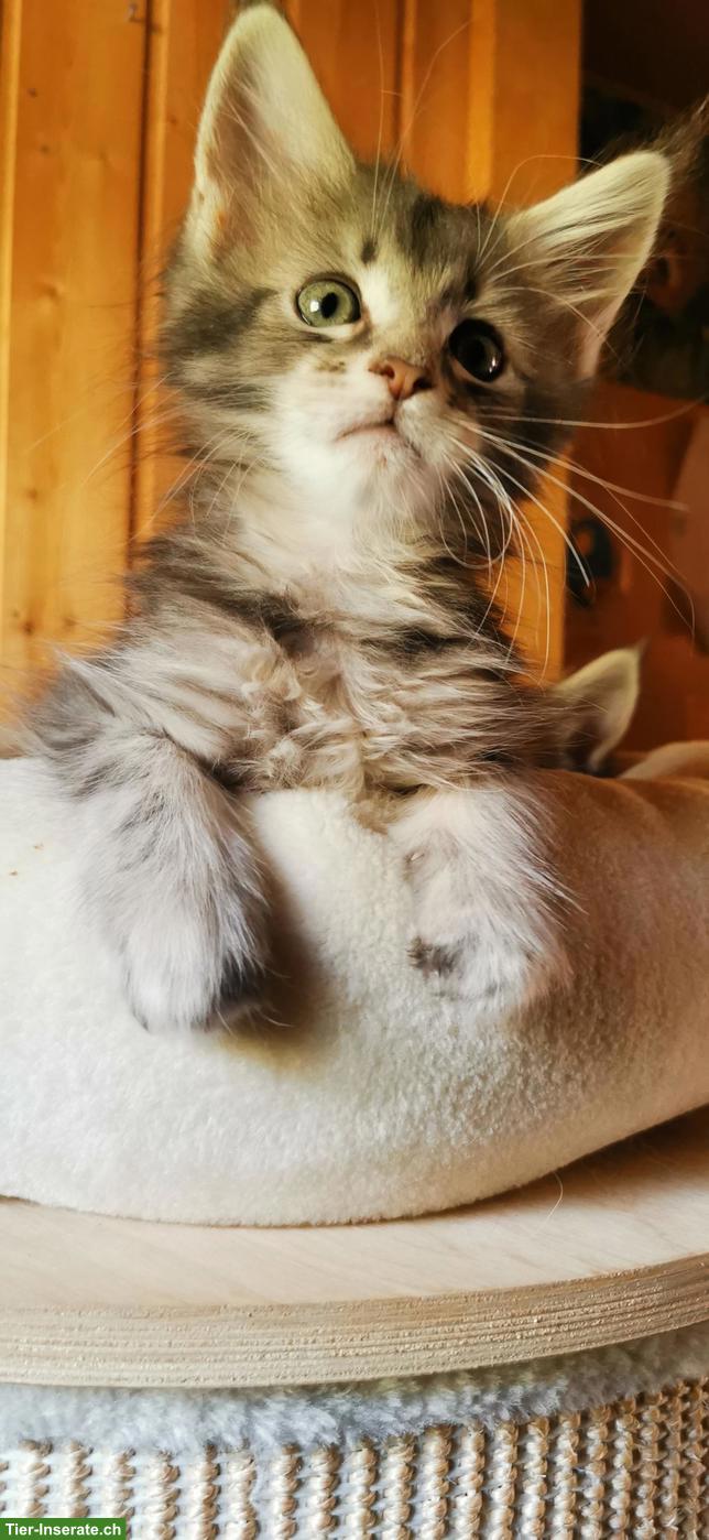 Bild 4: Maine Coon Kitten mit Stammbaum