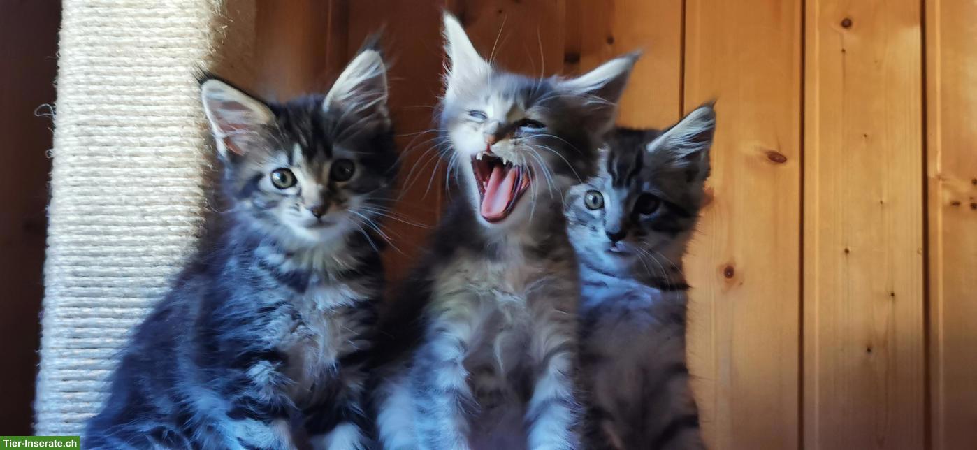 Bild 5: Maine Coon Kitten mit Stammbaum