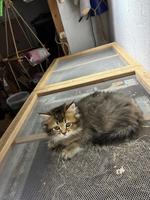 BLH x Maine Coon Mix Kater sucht geduldiges Zuhause