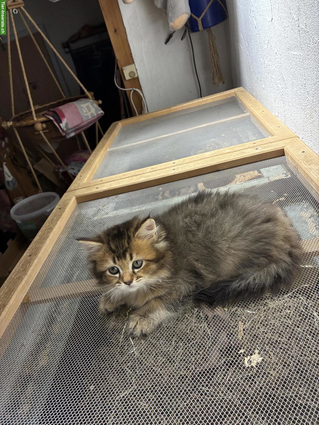 Bild 2: BLH x Maine Coon Mix Kater sucht geduldiges Zuhause