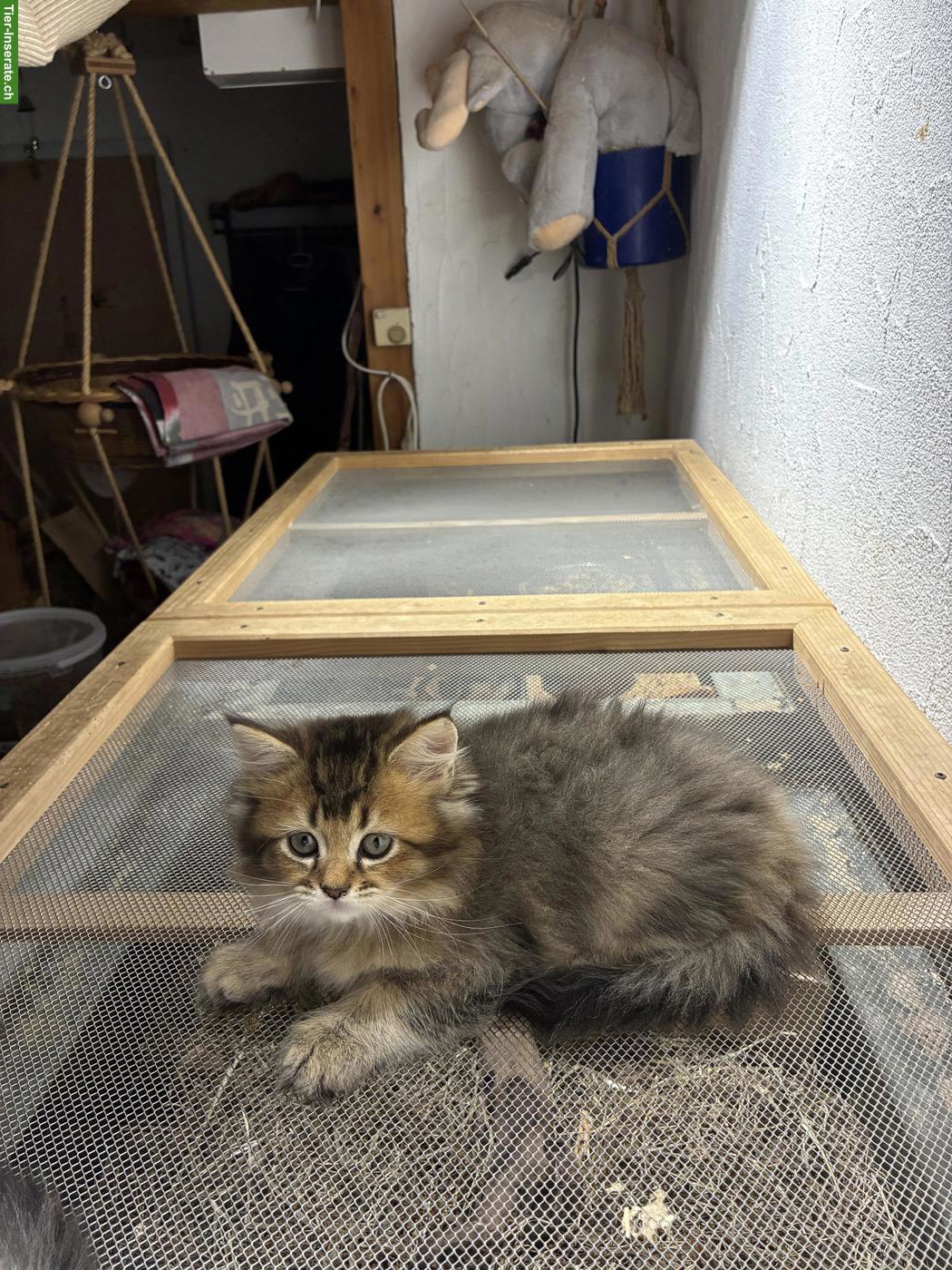 Bild 3: BLH x Maine Coon Mix Kater sucht geduldiges Zuhause