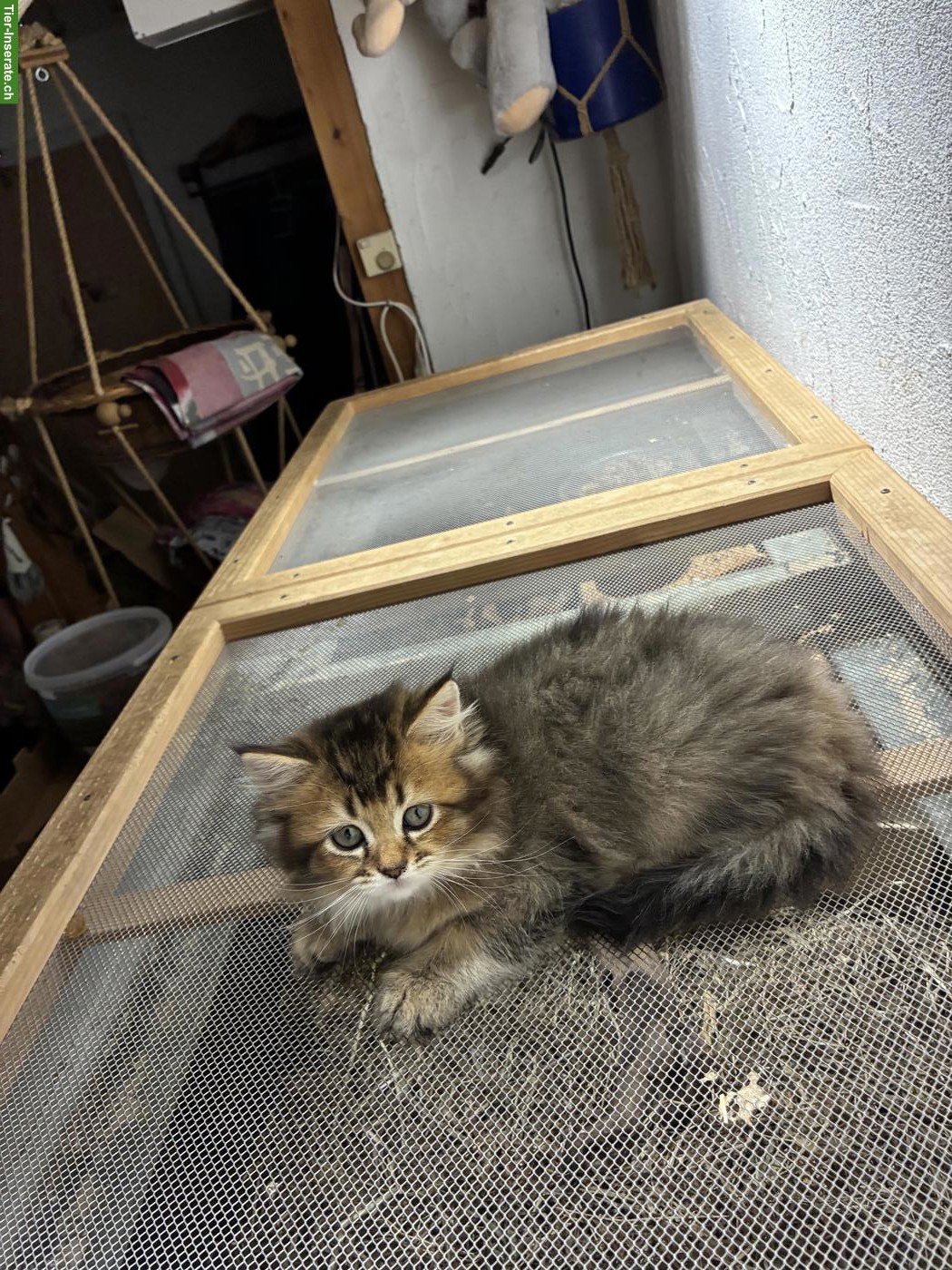 Bild 4: BLH x Maine Coon Mix Kater sucht geduldiges Zuhause