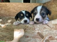 Appenzeller x Laika Mischlingswelpen suchen Zuhause