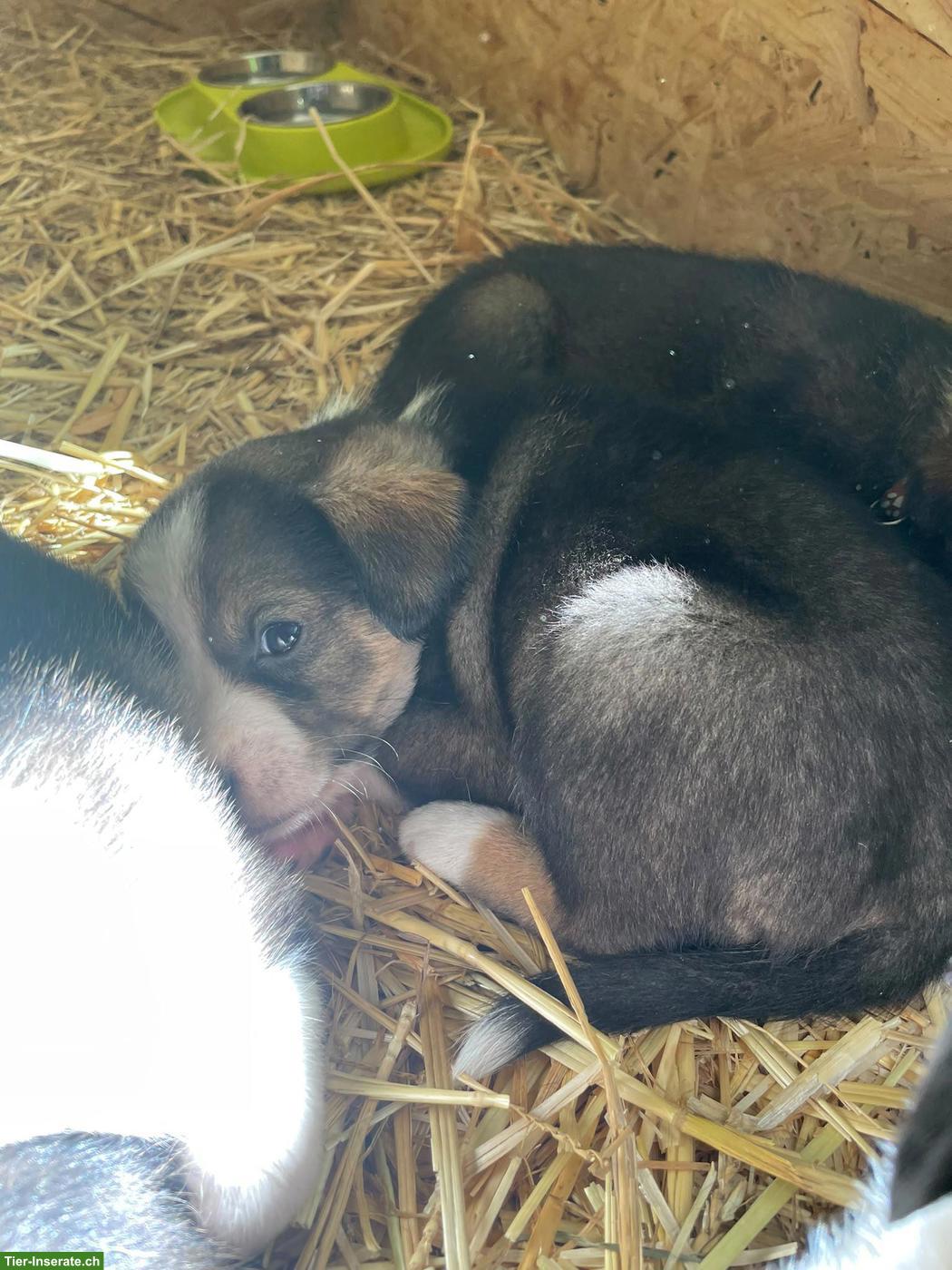 Bild 2: Appenzeller x Laika Mischlingswelpen suchen Zuhause
