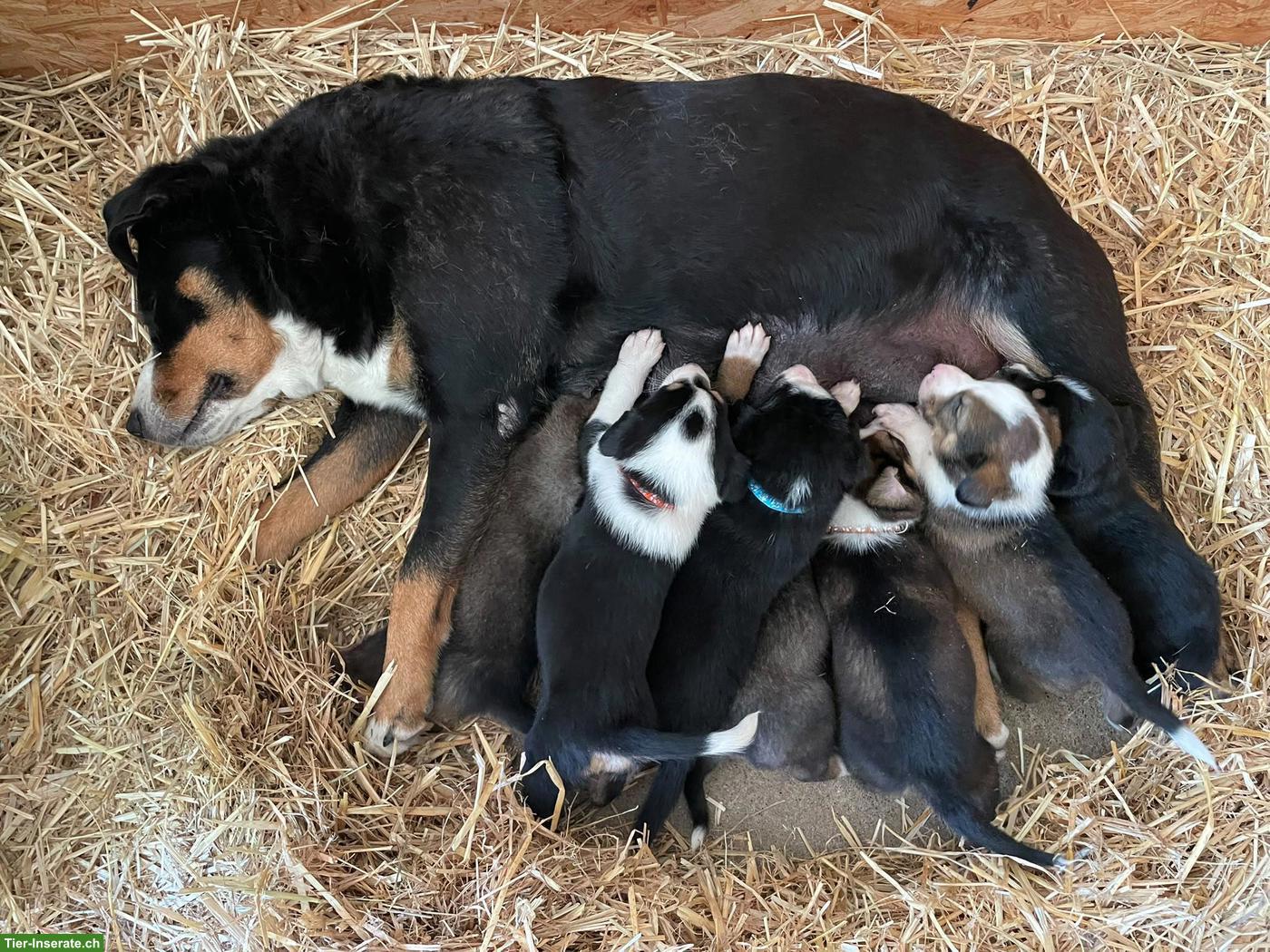 Bild 4: Appenzeller x Laika Mischlingswelpen suchen Zuhause