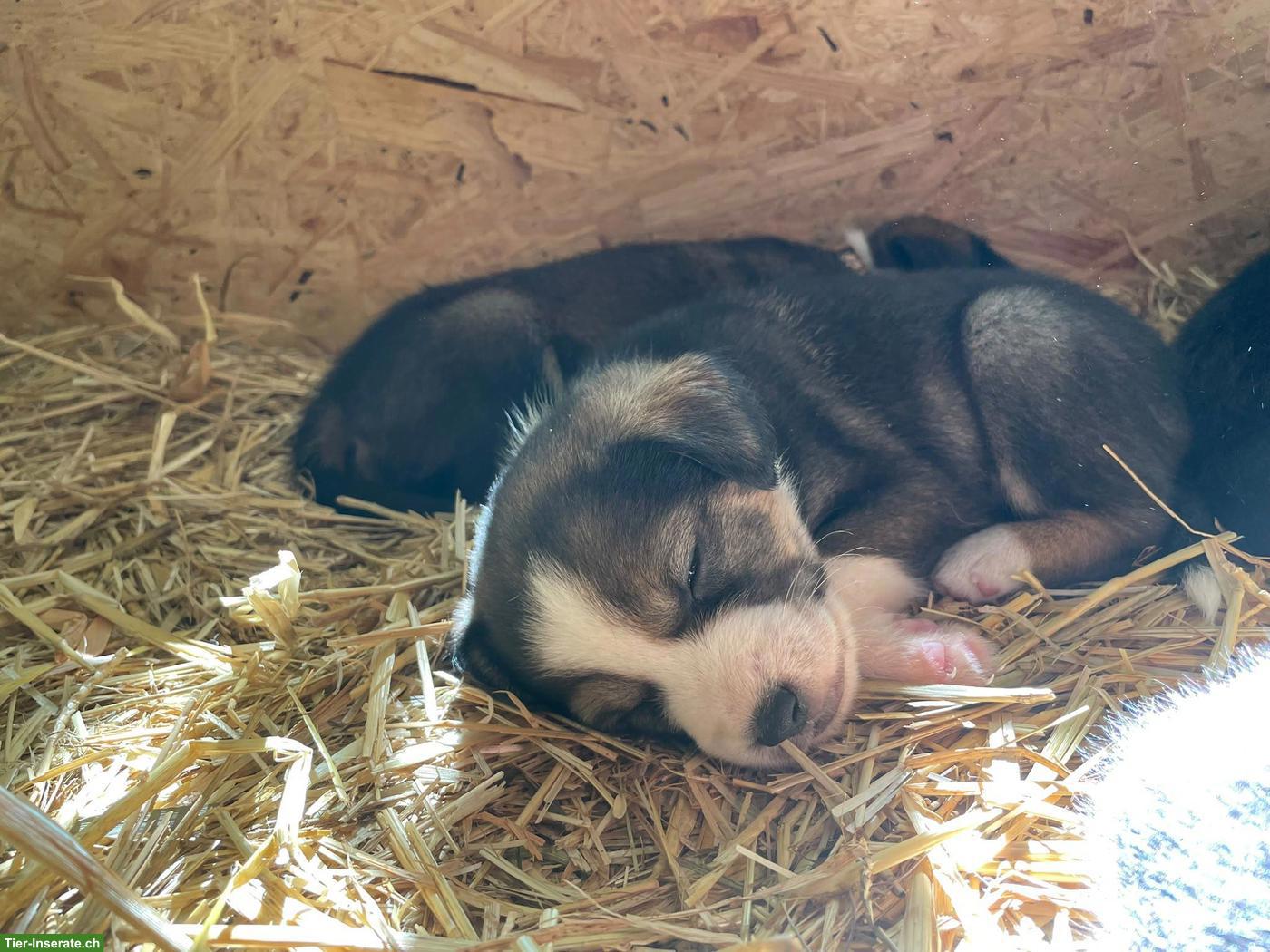 Bild 5: Appenzeller x Laika Mischlingswelpen suchen Zuhause