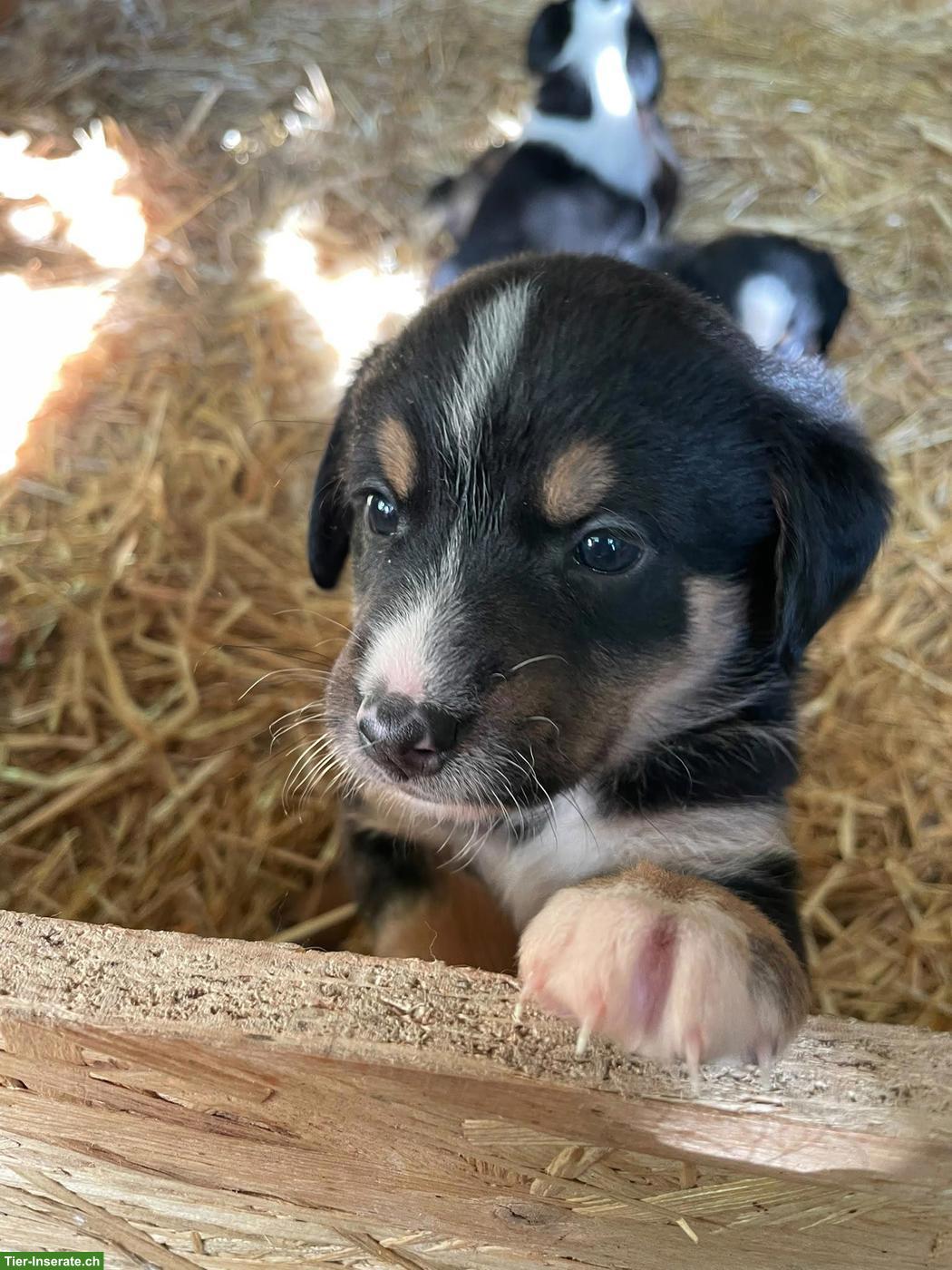 Bild 7: Appenzeller x Laika Mischlingswelpen suchen Zuhause