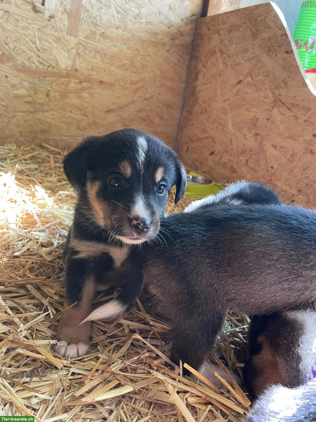 Bild 8: Appenzeller x Laika Mischlingswelpen suchen Zuhause