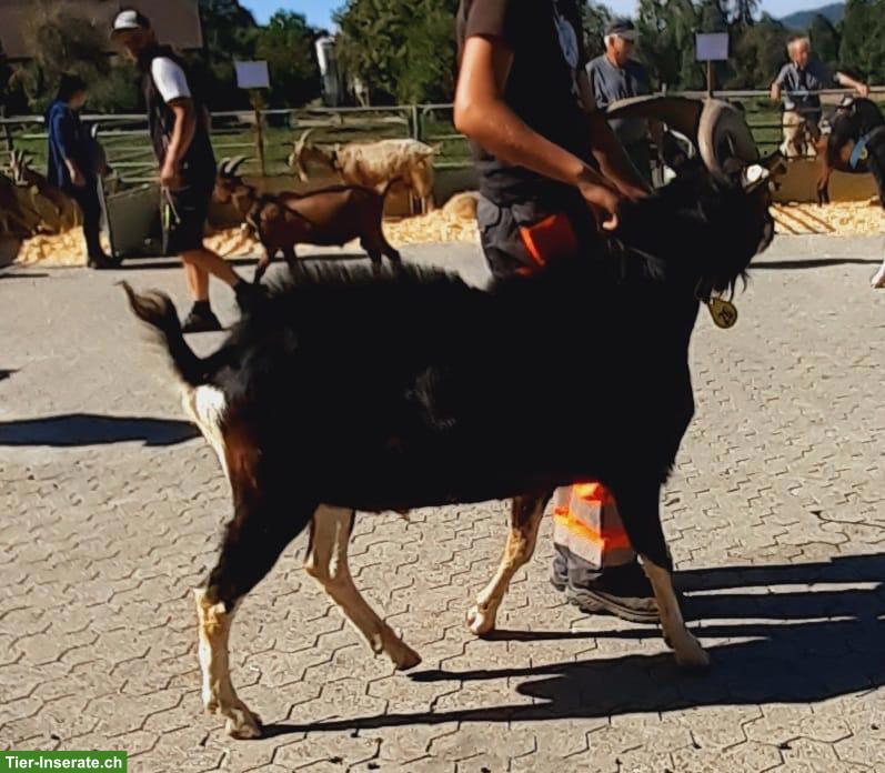 Bild 4: Bündner Strahlenziegen Bock, sehr gutmütig
