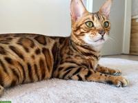 Wunderschöne Bengal Katze, 5-jährig mit Zuchterlaubnis
