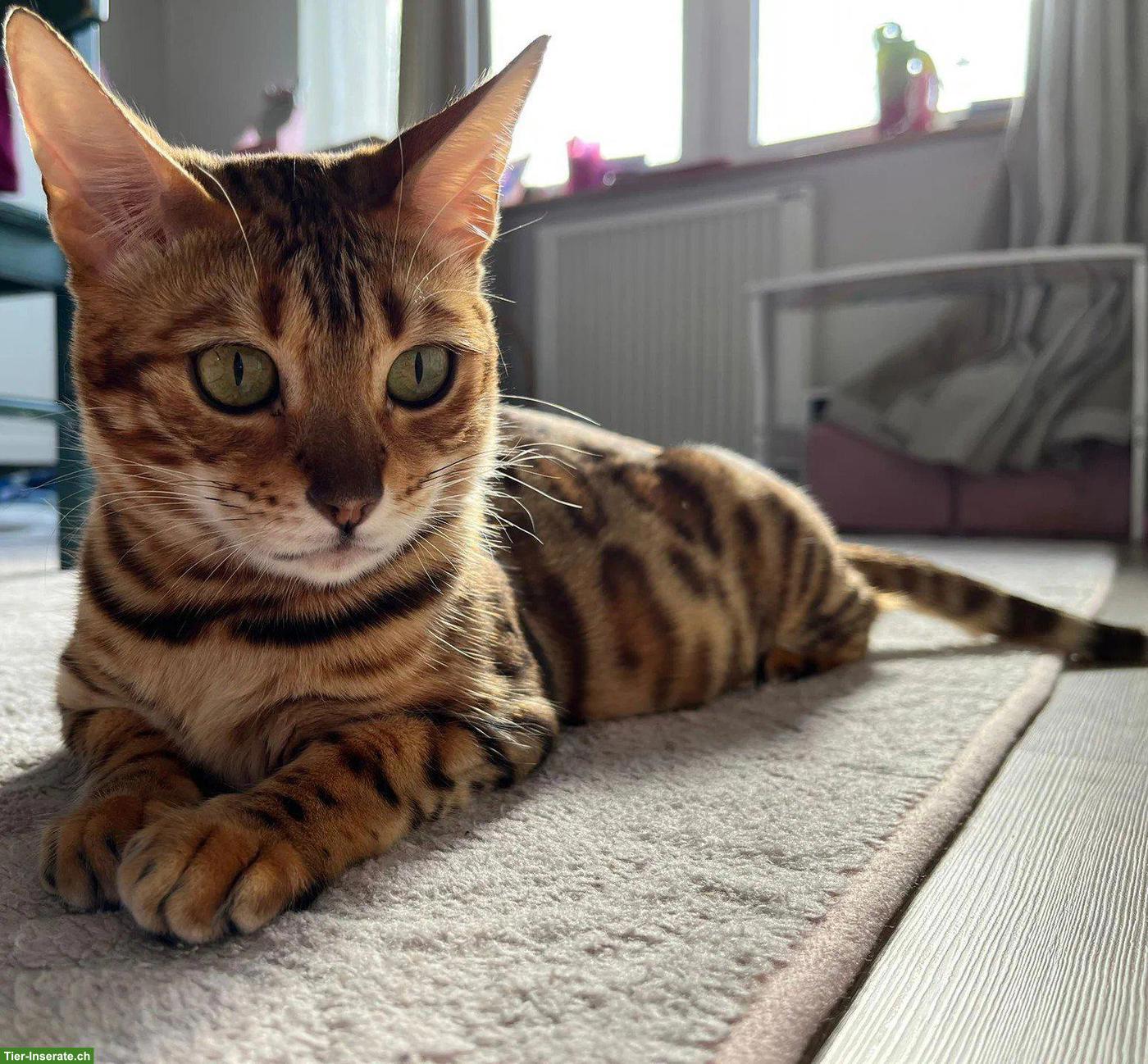 Bild 2: Wunderschöne Bengal Katze, 5-jährig mit Zuchterlaubnis