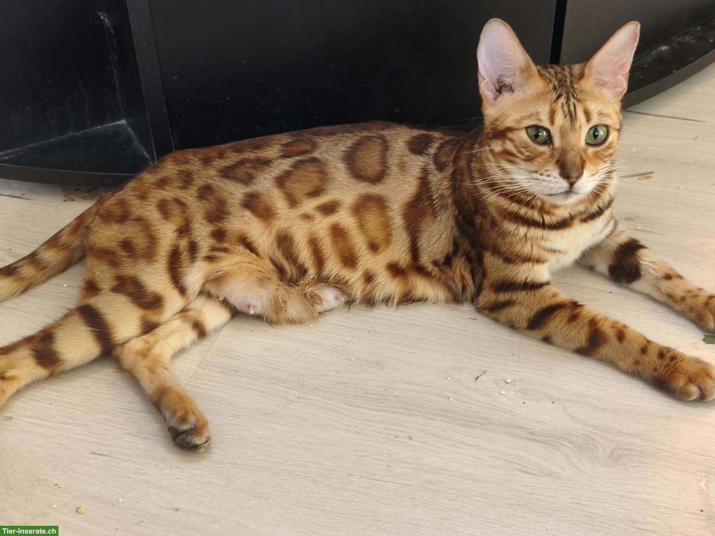 Bild 3: Wunderschöne Bengal Katze, 5-jährig mit Zuchterlaubnis