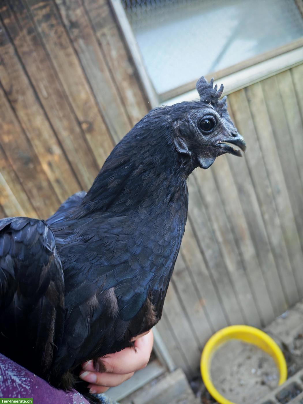 Schöne Bielefelder und Cemani Hennen