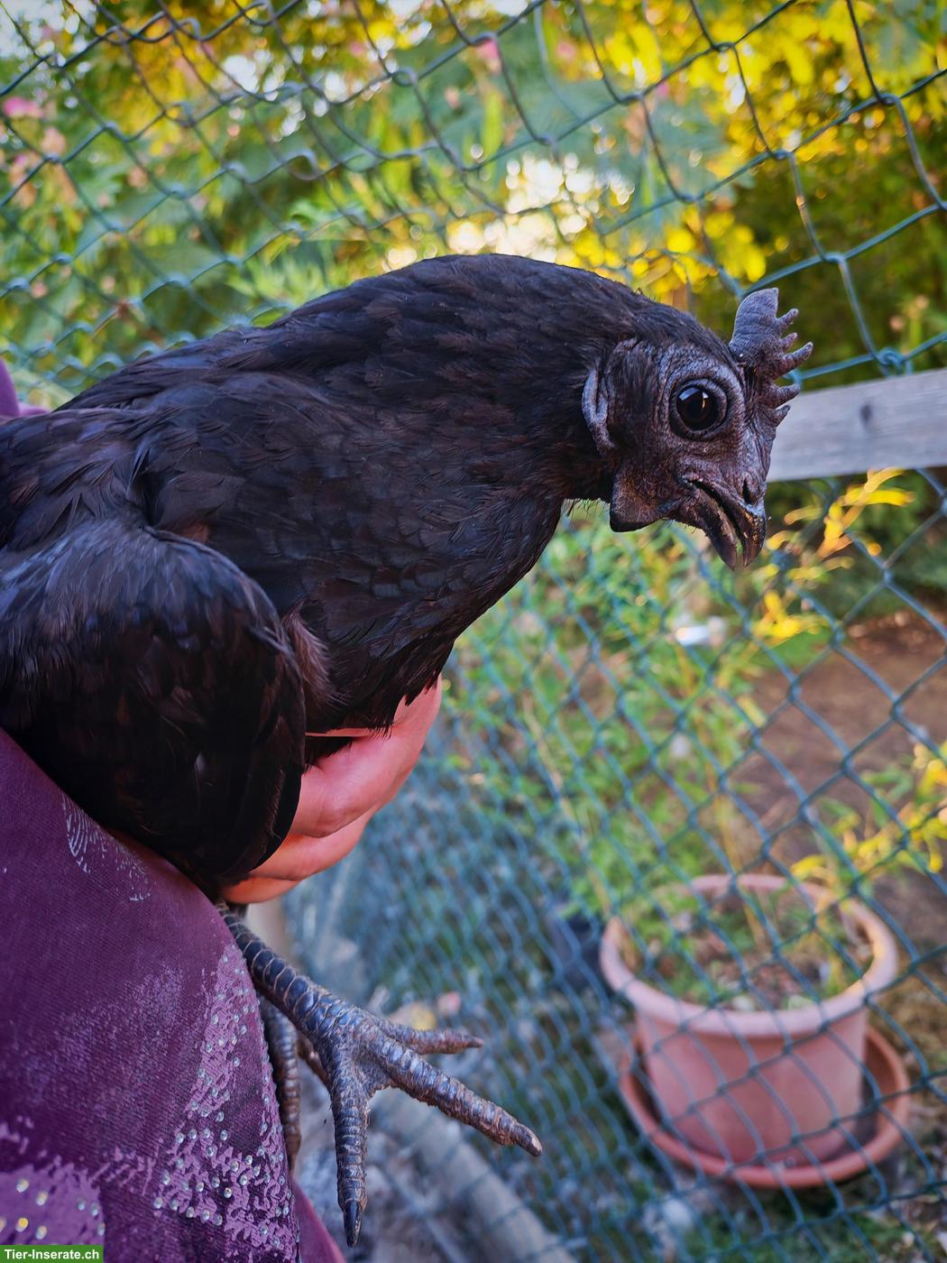 Bild 2: Schöne Bielefelder und Cemani Hennen