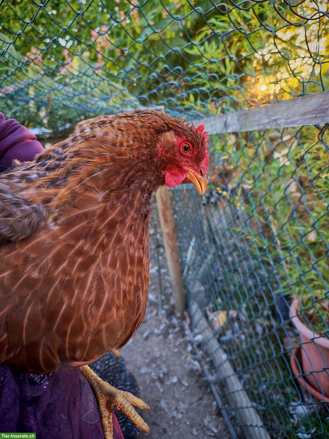 Bild 3: Schöne Bielefelder und Cemani Hennen