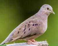 Diverse exotische Kleintauben zu verkaufen