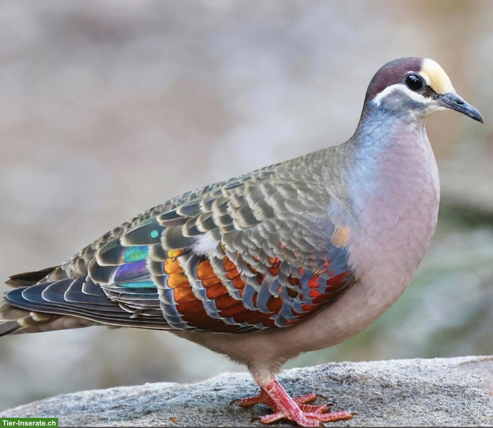 Bild 5: Diverse exotische Kleintauben zu verkaufen