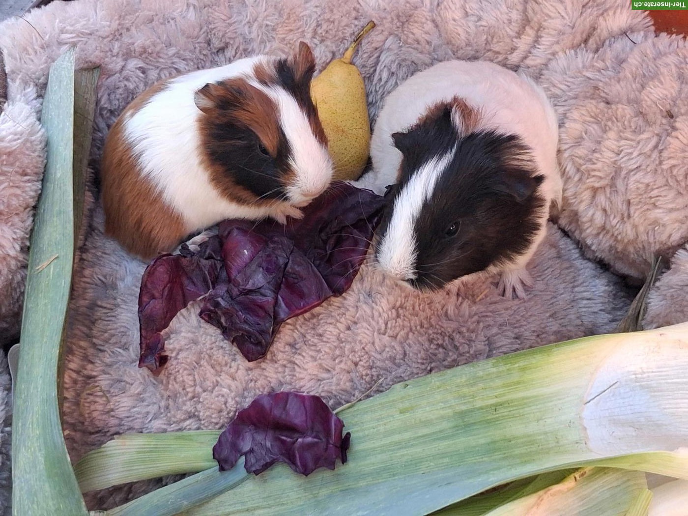 Herzige junge Meerschweinchen Weibchen zu verkaufen