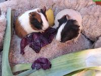 Herzige junge Meerschweinchen Weibchen zu verkaufen