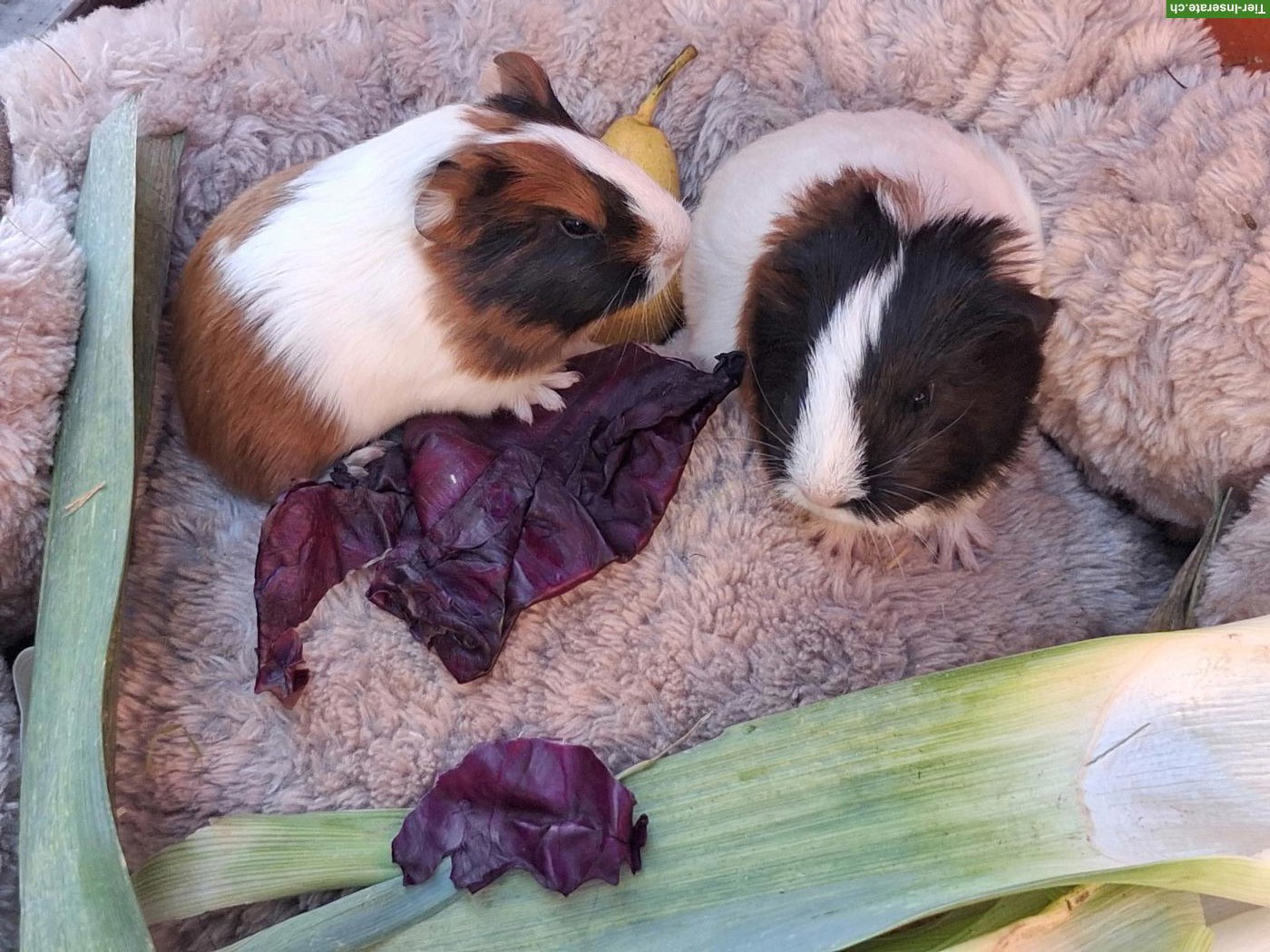 Bild 2: Herzige junge Meerschweinchen Weibchen zu verkaufen