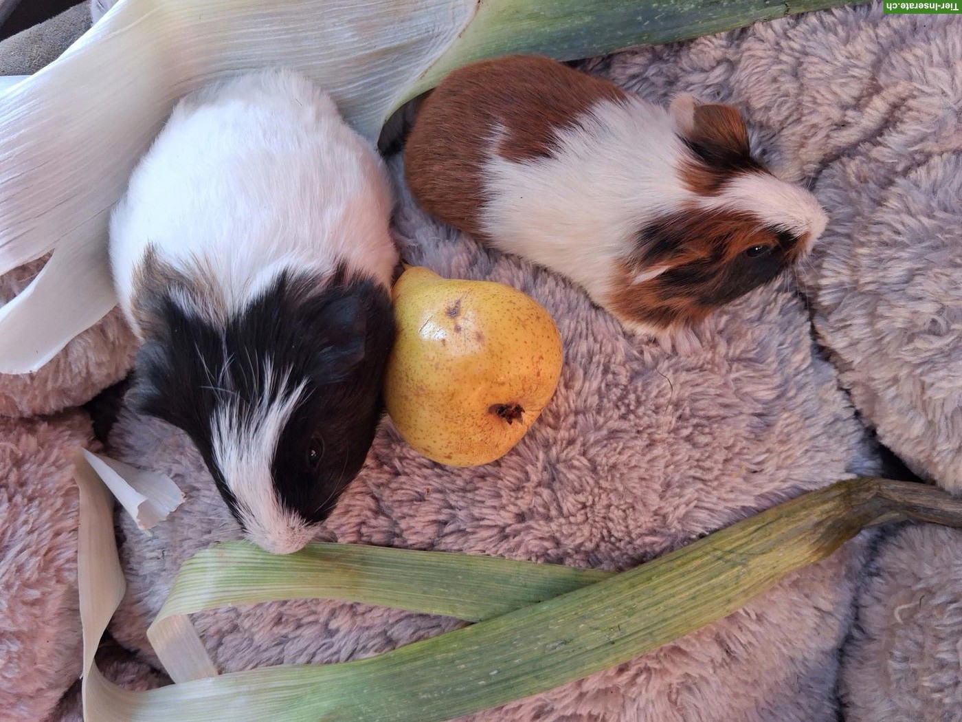 Bild 3: Herzige junge Meerschweinchen Weibchen zu verkaufen
