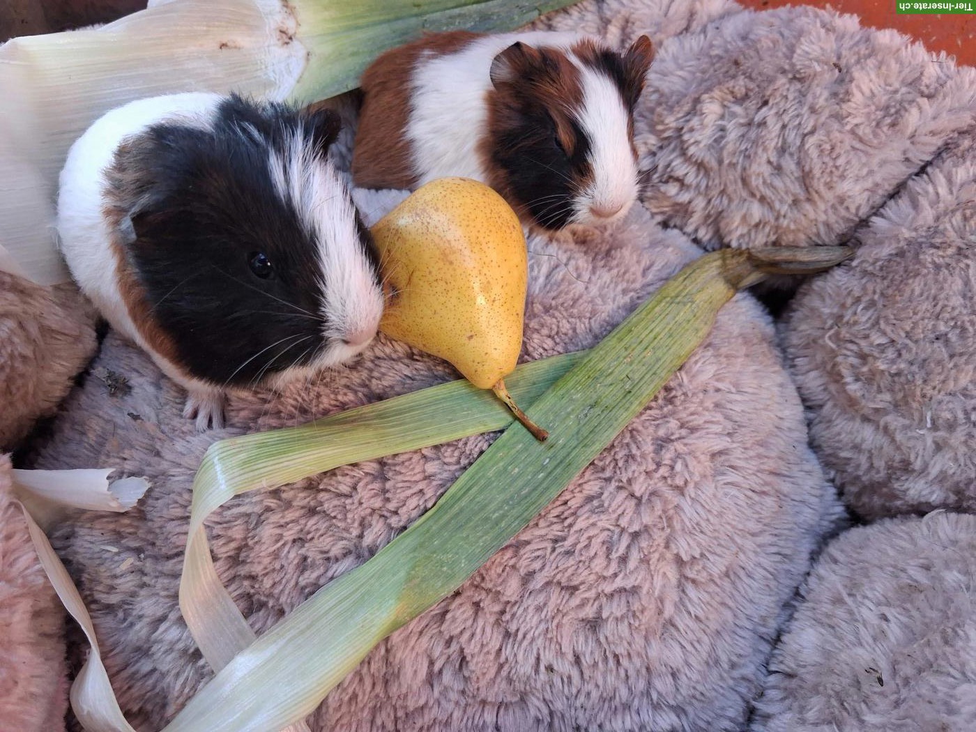 Bild 4: Herzige junge Meerschweinchen Weibchen zu verkaufen