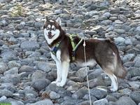 3-jährige Alaskan Klee Kai-Hündin in beste Hände abzugeben