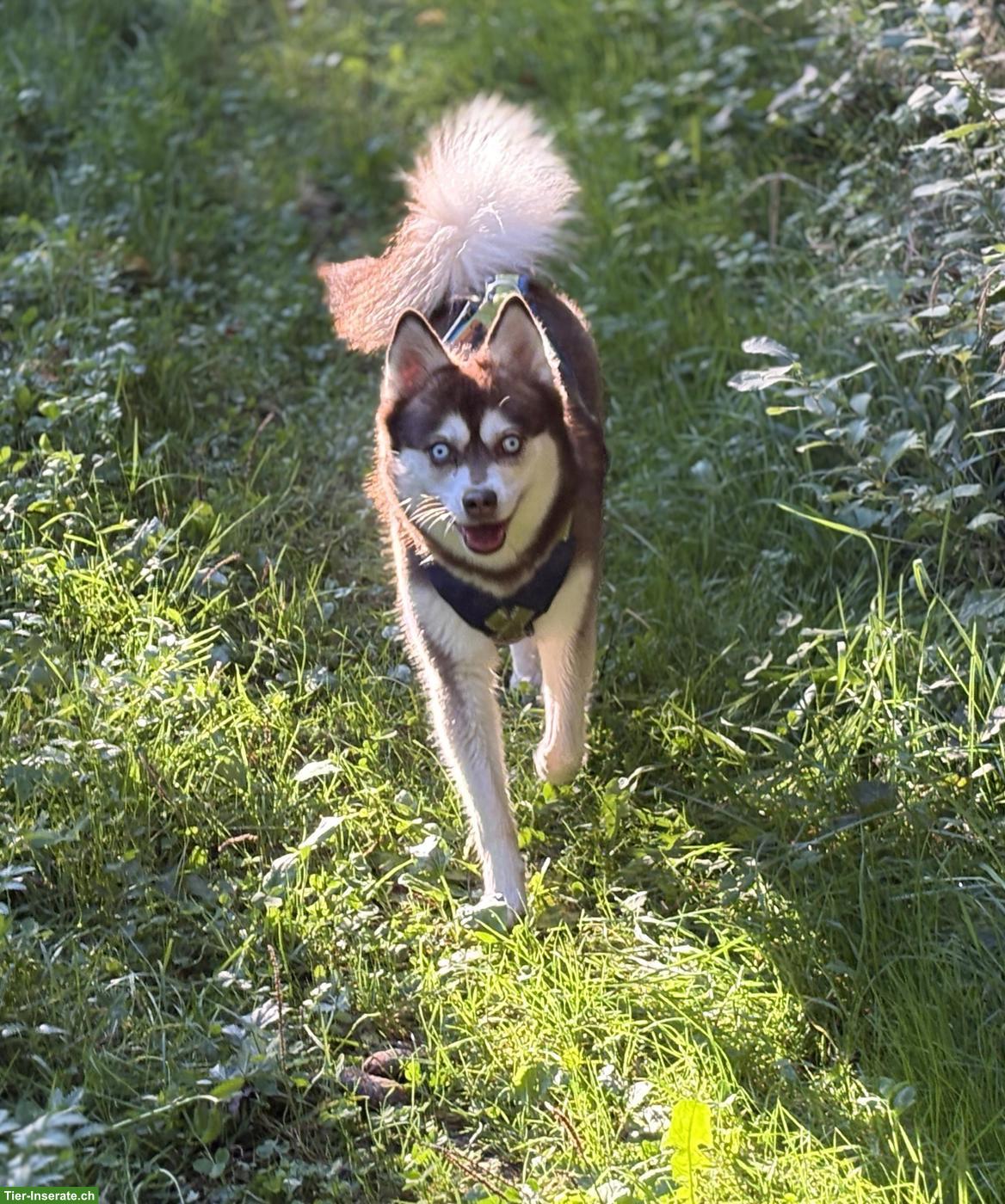 Bild 2: 3-jährige Alaskan Klee Kai-Hündin in beste Hände abzugeben