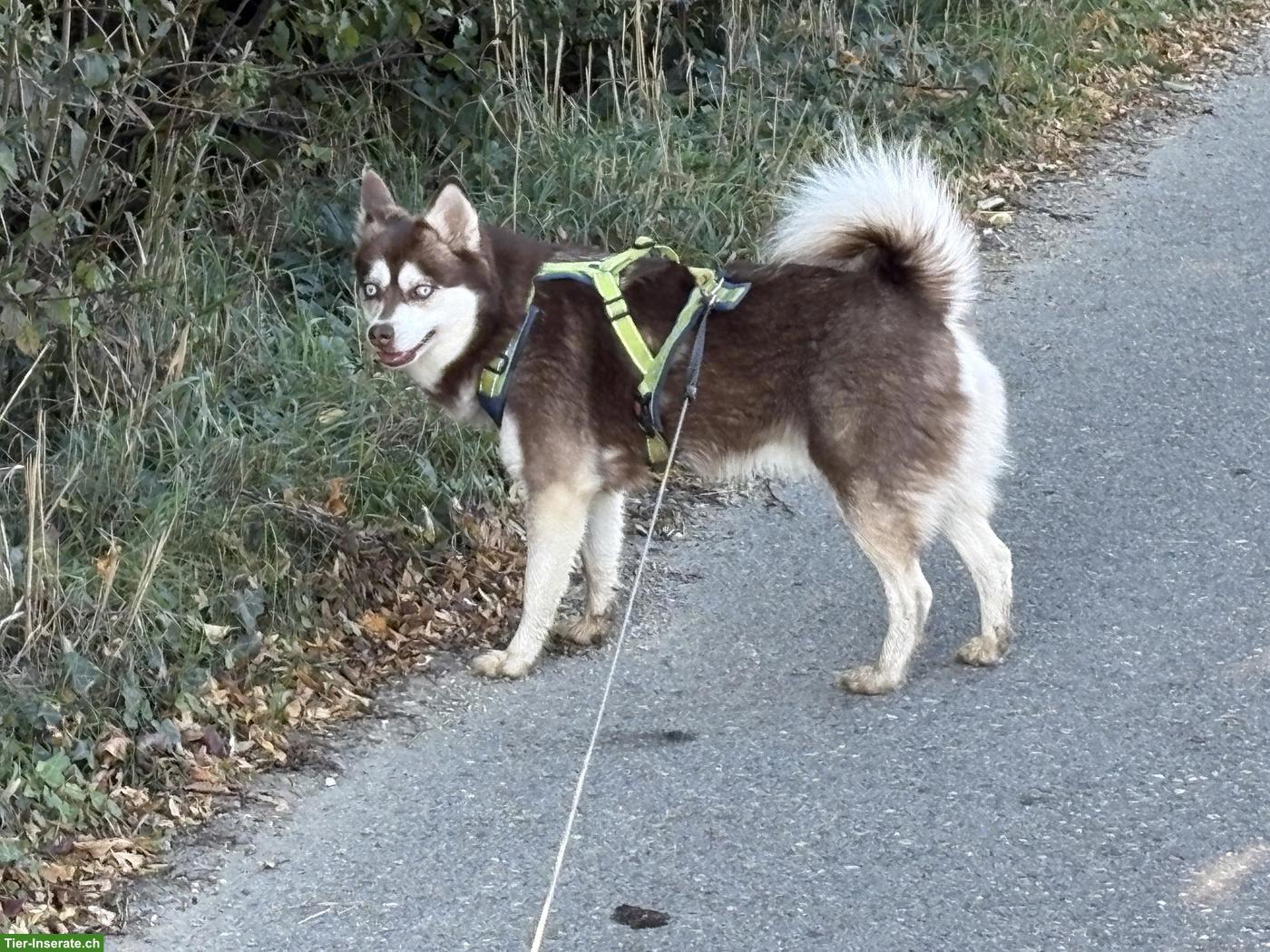 Bild 3: 3-jährige Alaskan Klee Kai-Hündin in beste Hände abzugeben