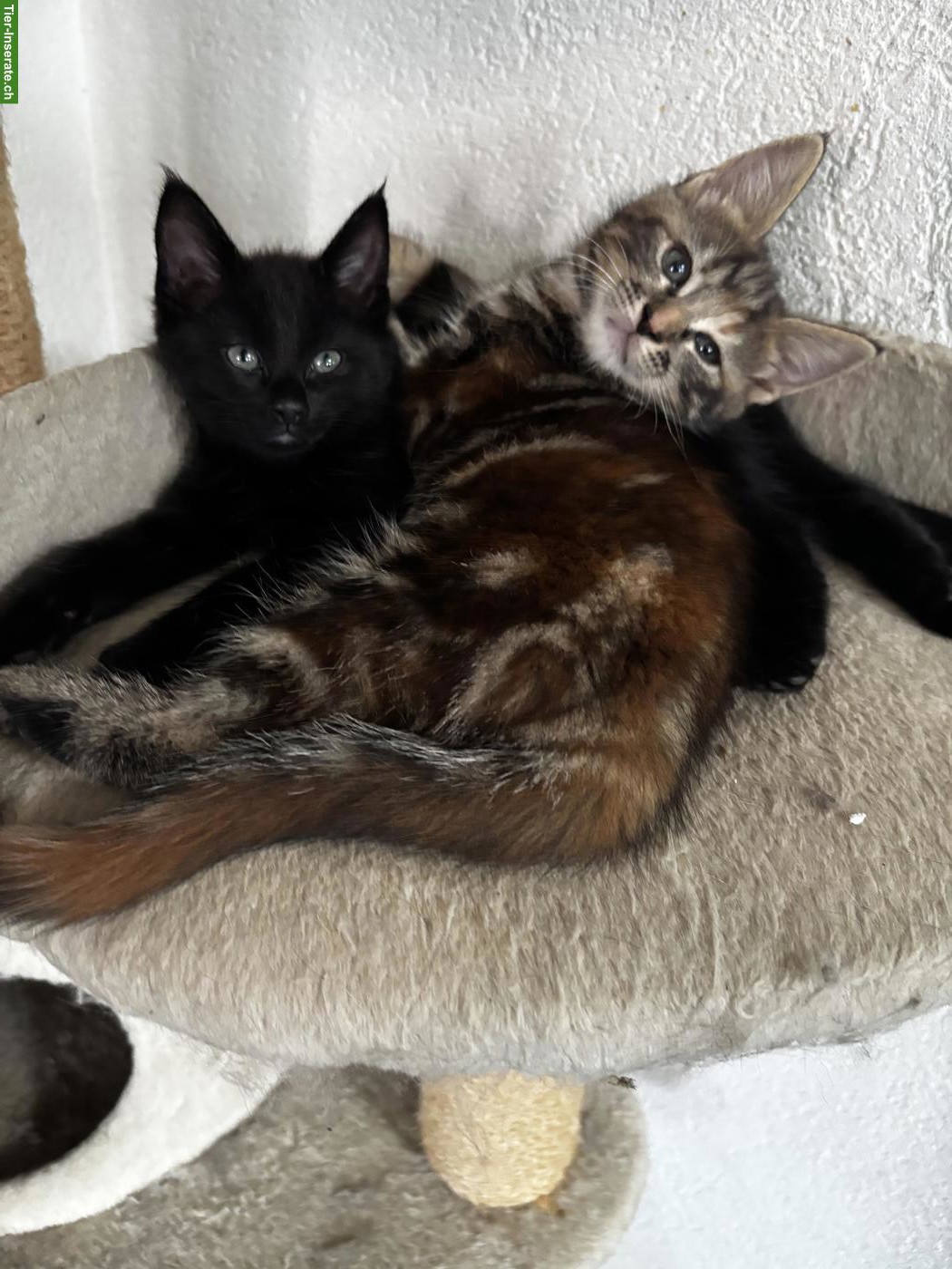 Süsse Maine Coon Mix Kätzchen