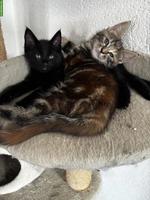 Süsse Maine Coon Mix Kätzchen