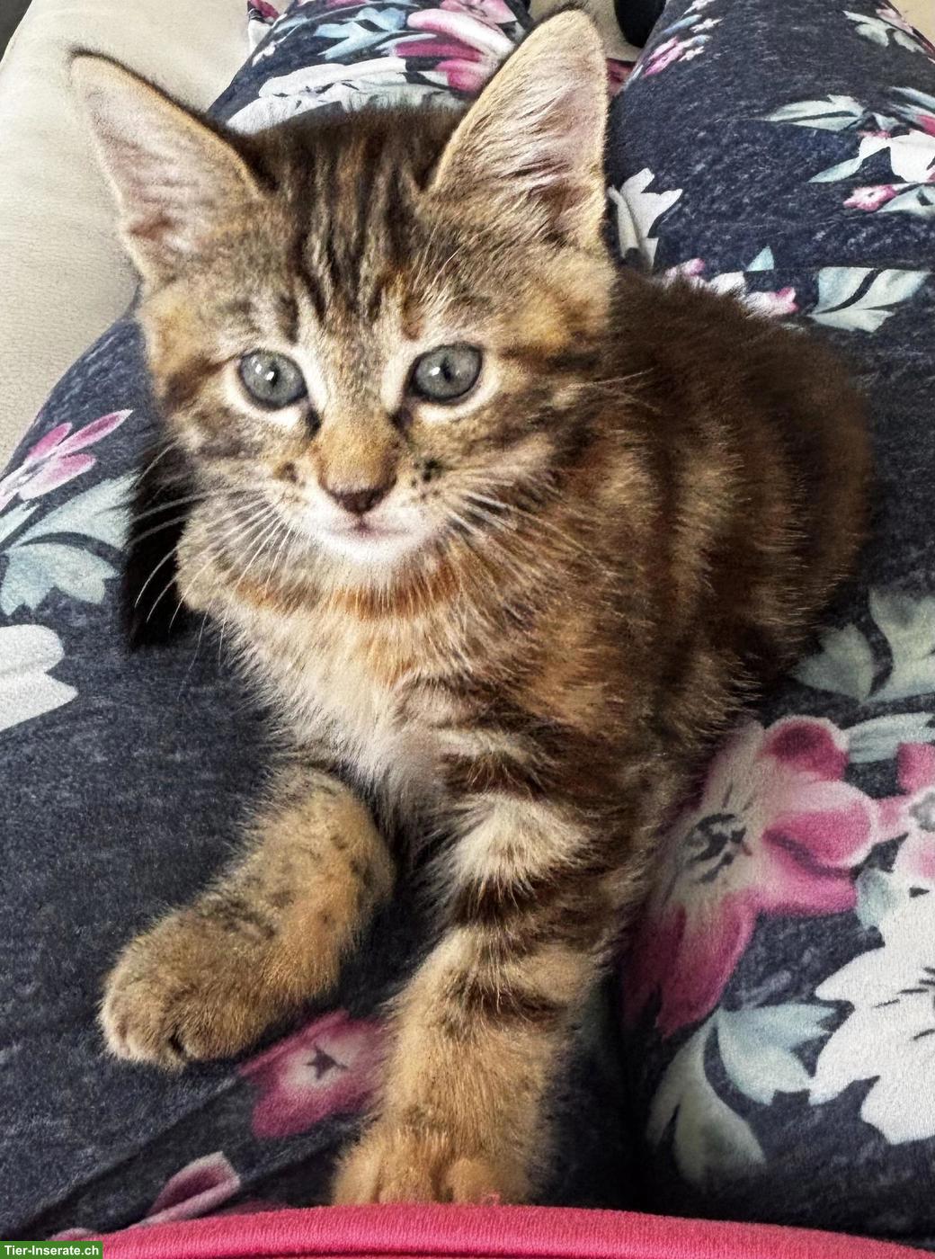 Bild 2: Süsse Maine Coon Mix Kätzchen