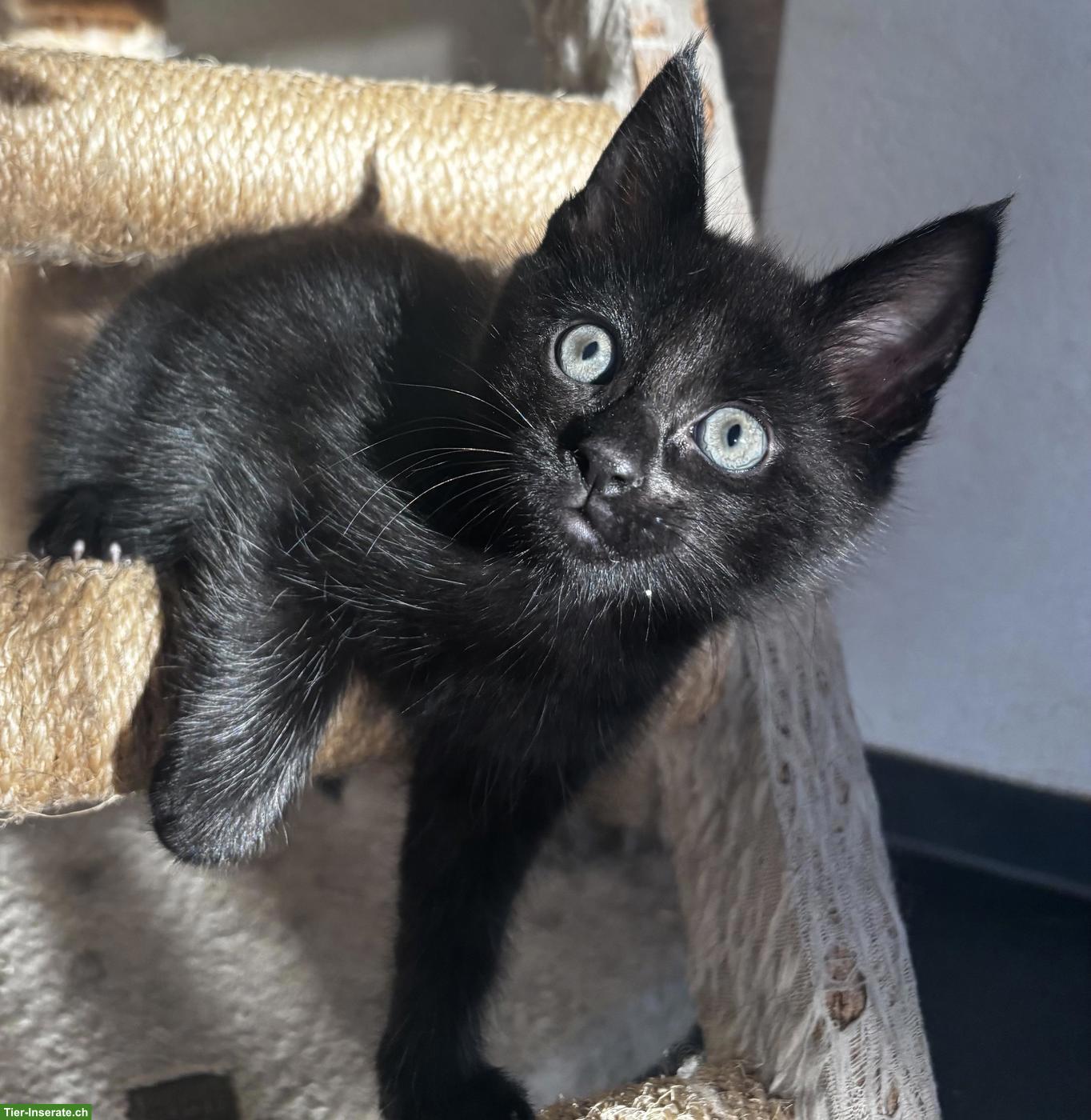 Bild 3: Süsse Maine Coon Mix Kätzchen