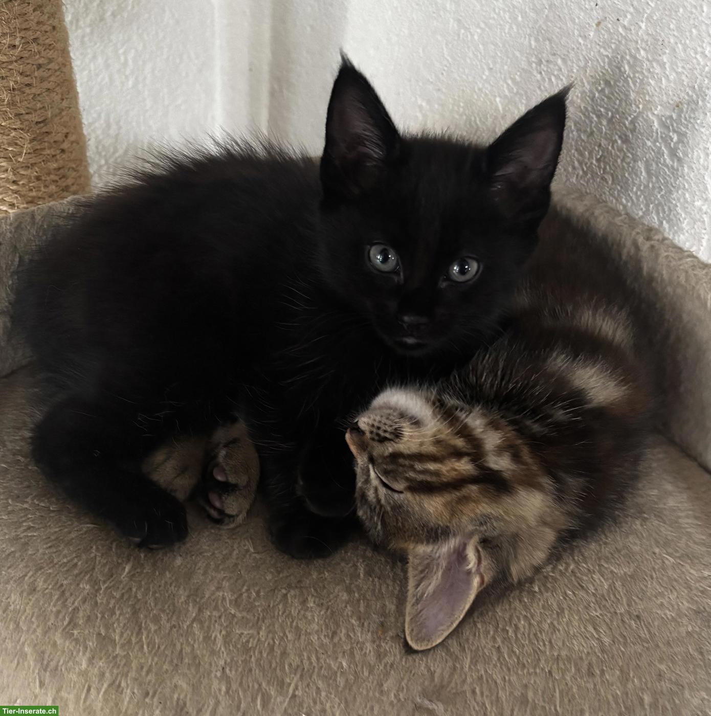 Bild 4: Süsse Maine Coon Mix Kätzchen