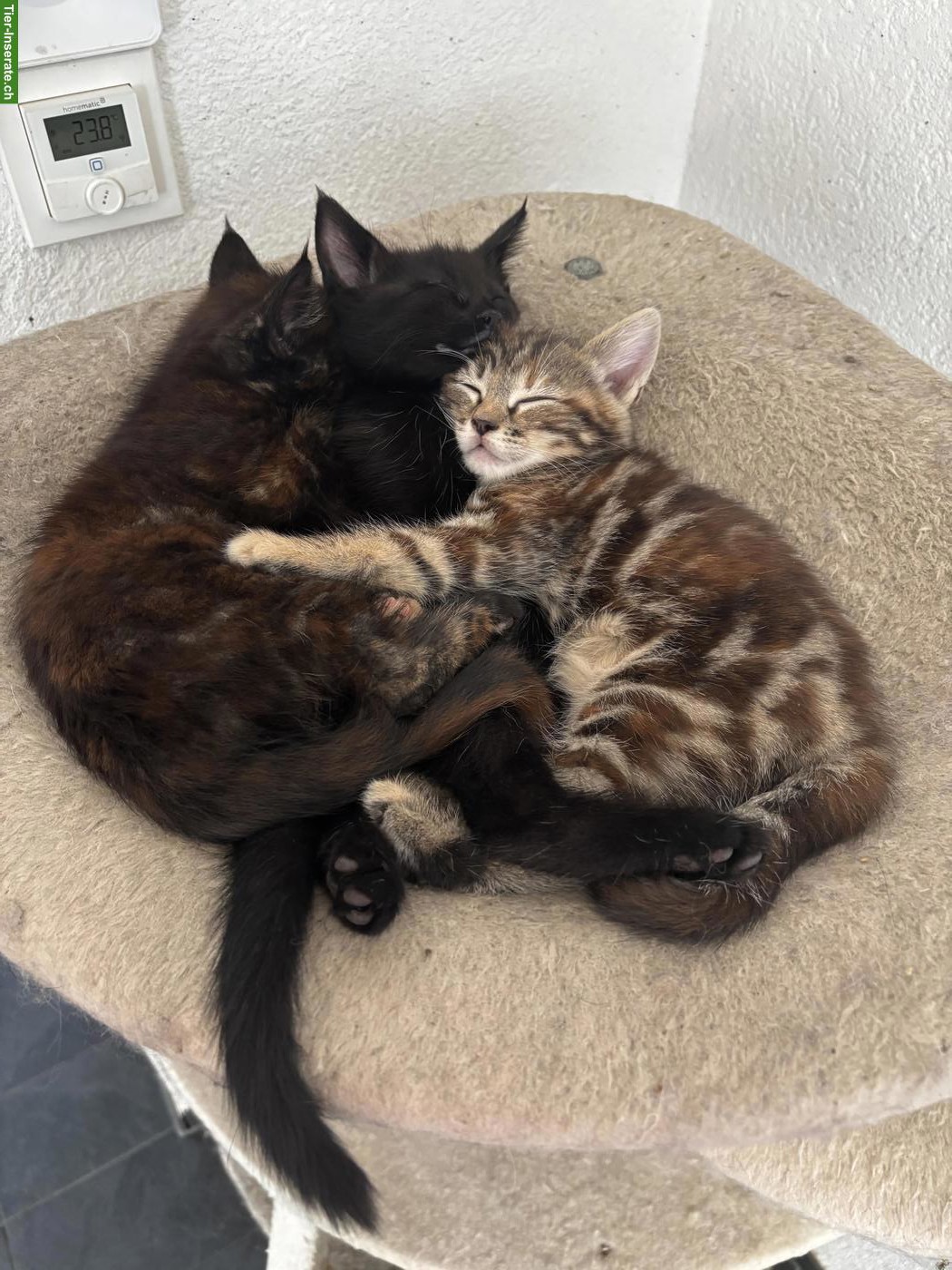 Bild 5: Süsse Maine Coon Mix Kätzchen