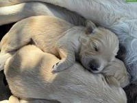 Reinrassiger Golden Retriever Welpe, weiblich
