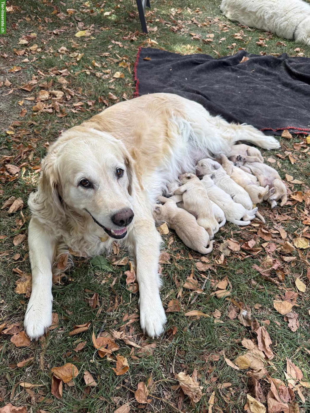 Bild 4: Reinrassiger Golden Retriever Welpe, weiblich